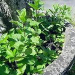 Idyllisches Haeuschen Im Gruenen Roßbach