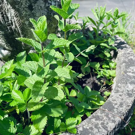 Idyllisches Haeuschen Im Gruenen Mit Whirlpool Roßbach