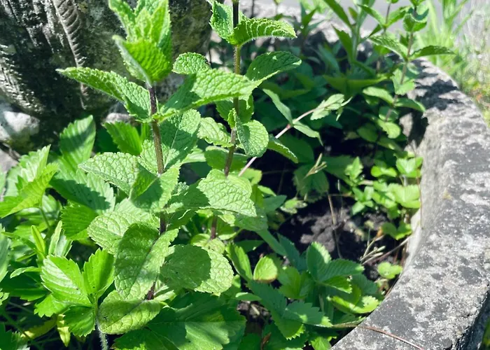 Idyllisches Haeuschen Im Gruenen Mit Whirlpool Roßbach